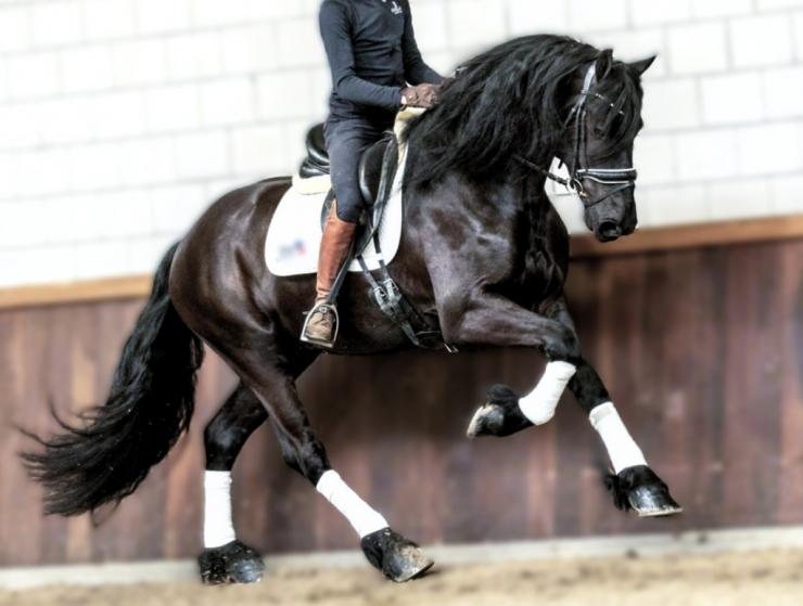 Gallery Photo of SOREN - #16