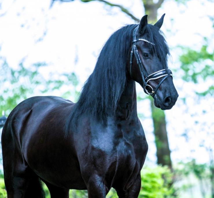 Gallery Photo of SOREN - #17