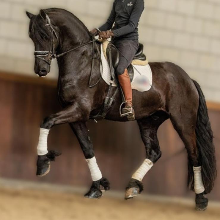 Gallery Photo of SOREN - #6