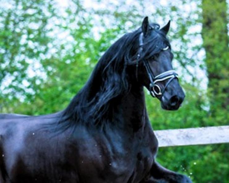 Gallery Photo of SOREN - #9
