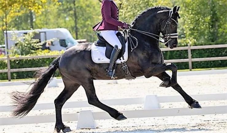Gallery Photo of Will Ster Sport AA - #11