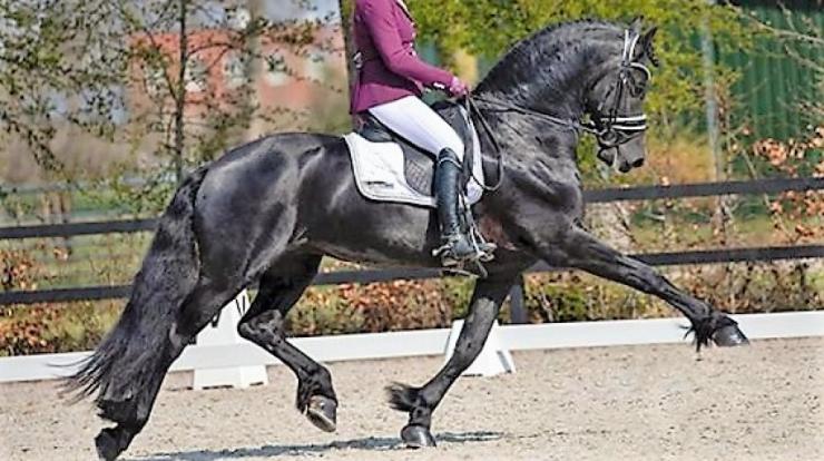 Gallery Photo of Will Ster Sport AA - #3