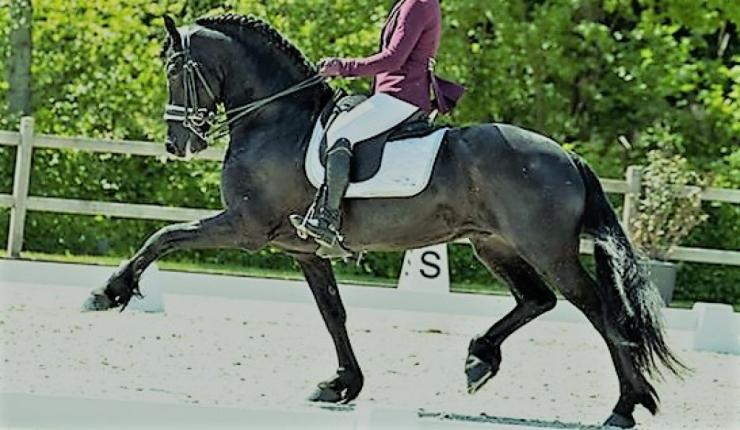 Gallery Photo of Will Ster Sport AA - #12