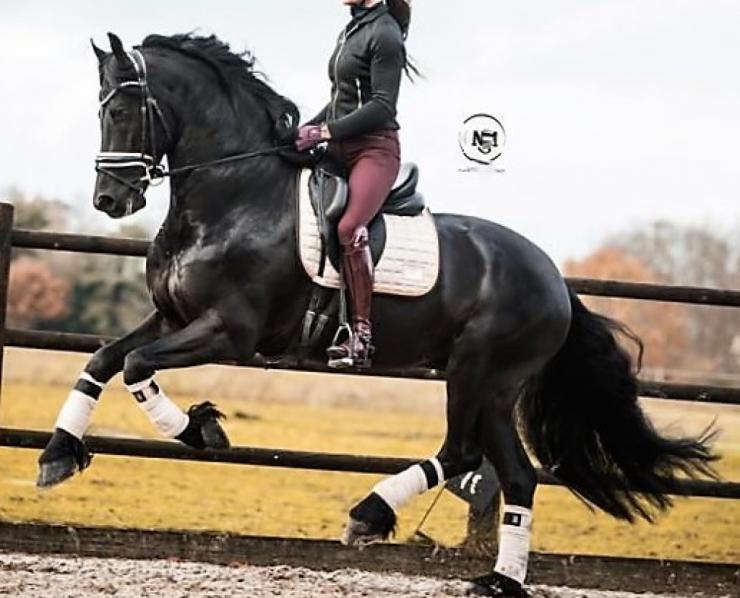 Gallery Photo of Will Ster Sport AA - #16