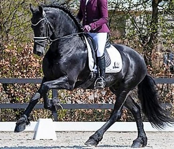 Gallery Photo of Will Ster Sport AA - #19