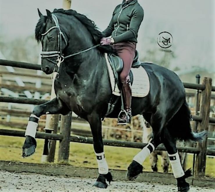 Gallery Photo of Will Ster Sport AA - #10