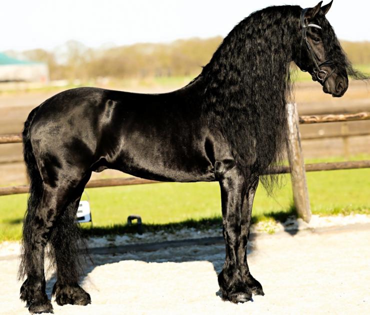 Gallery Photo of Finn STER SPORT - #13