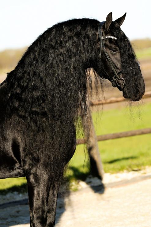 Gallery Photo of Finn STER SPORT - #14