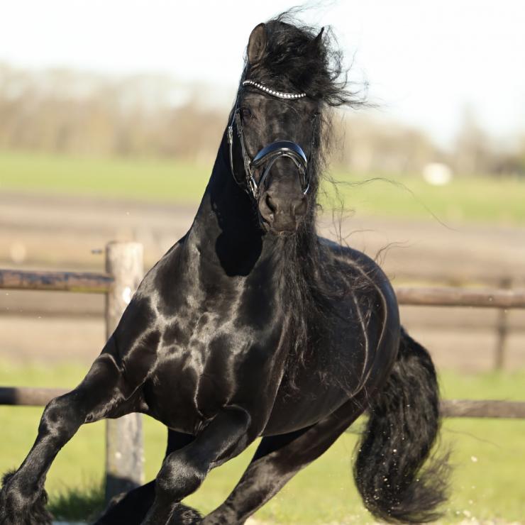 Gallery Photo of Finn STER SPORT - #23