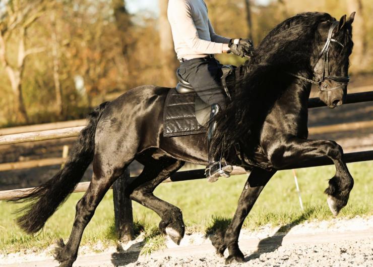 Gallery Photo of Finn STER SPORT - #24