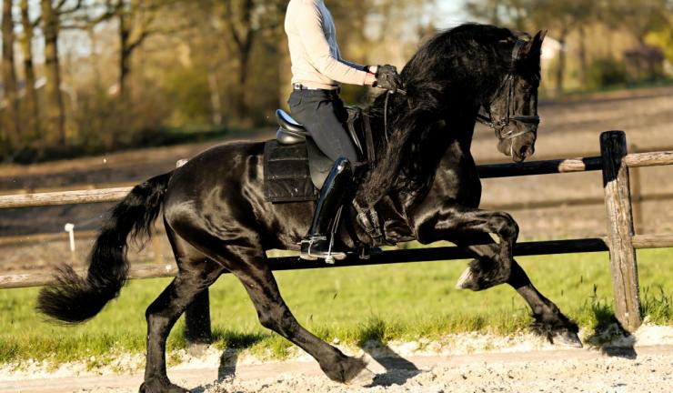 Gallery Photo of Finn STER SPORT - #25