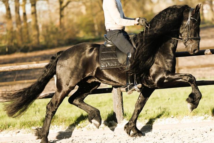 Gallery Photo of Finn STER SPORT - #26