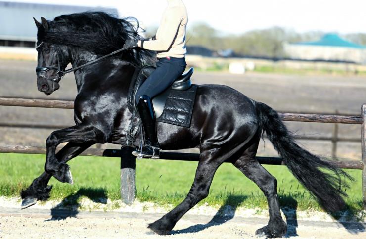 Gallery Photo of Finn STER SPORT - #27