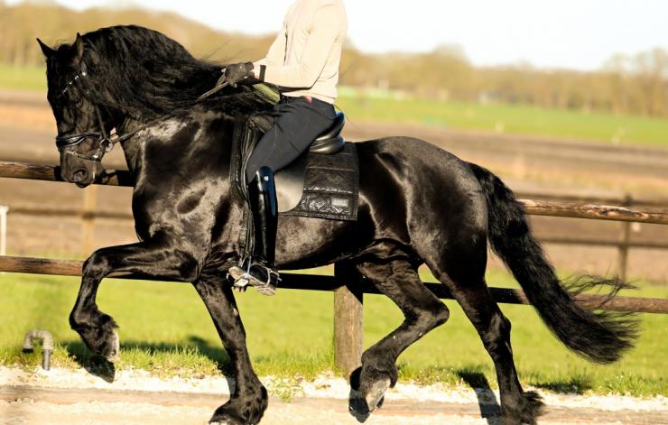 Gallery Photo of Finn STER SPORT - #28