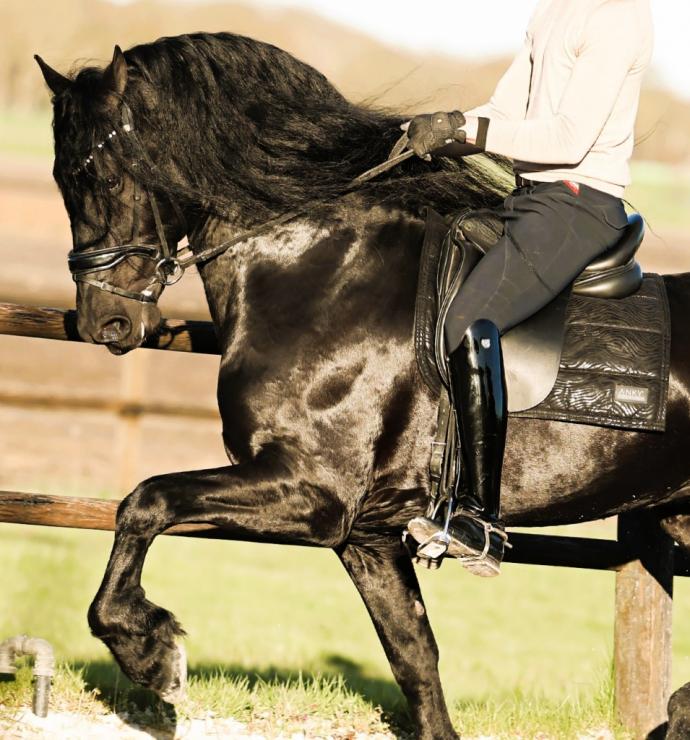 Gallery Photo of Finn STER SPORT - #29