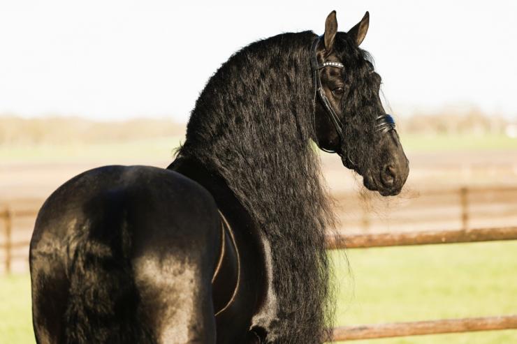 Gallery Photo of Finn STER SPORT - #15