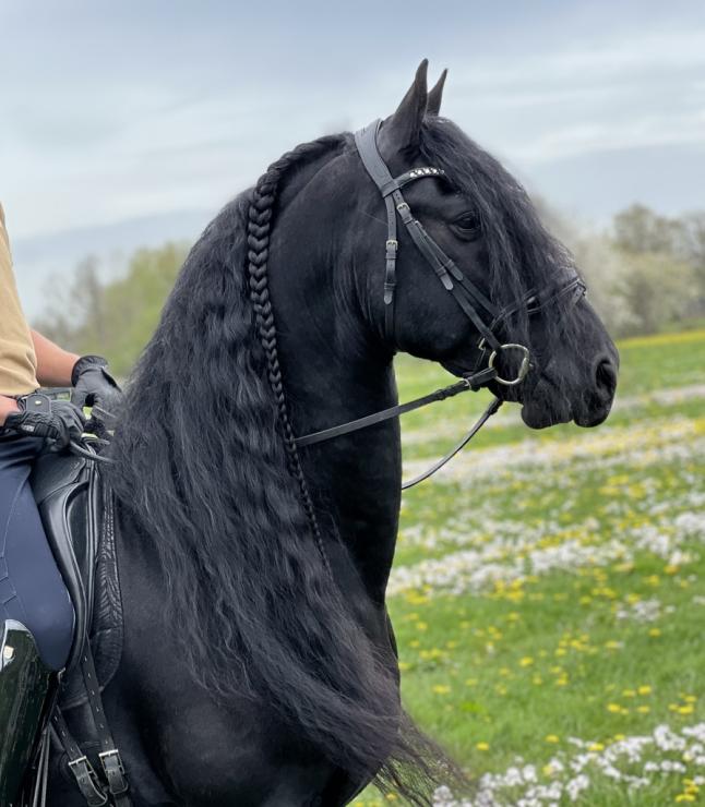 Gallery Photo of Finn STER SPORT - #12