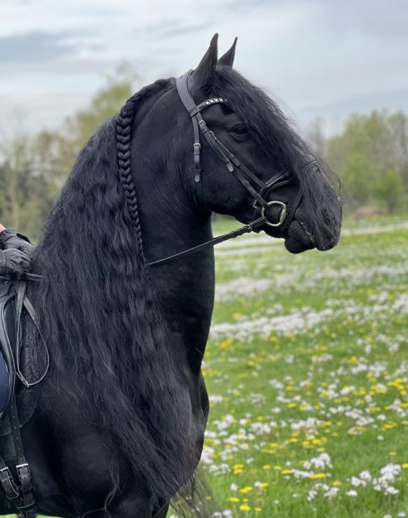 Gallery Photo of Finn STER SPORT - #10