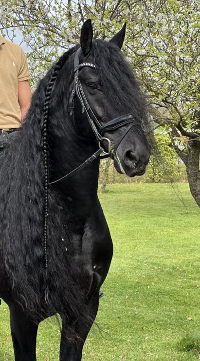 Gallery Photo of Finn STER SPORT - #8