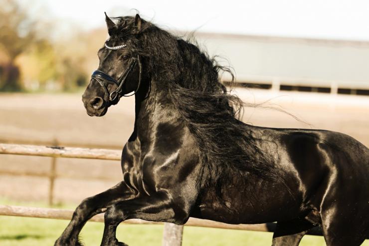 Gallery Photo of Finn STER SPORT - #16