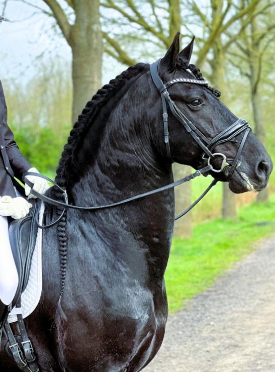 Gallery Photo of Finn STER SPORT - #3