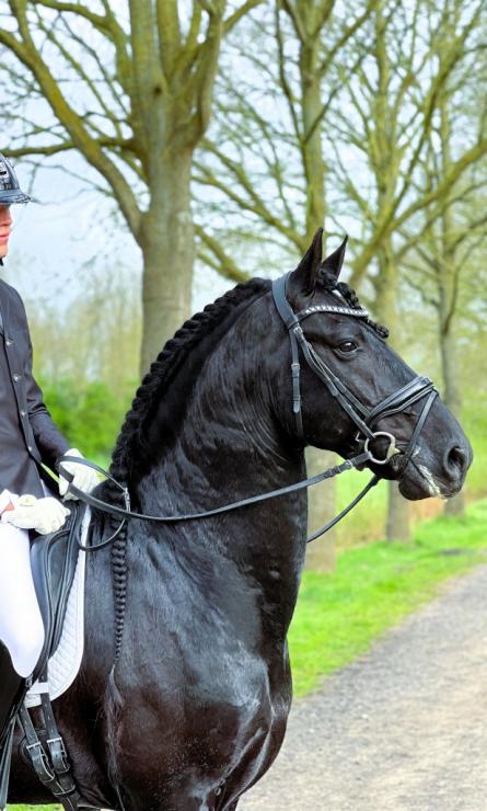 Gallery Photo of Finn STER SPORT - #2