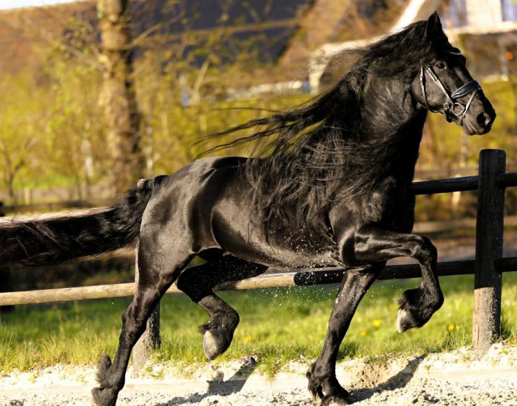 Gallery Photo of Finn STER SPORT - #17