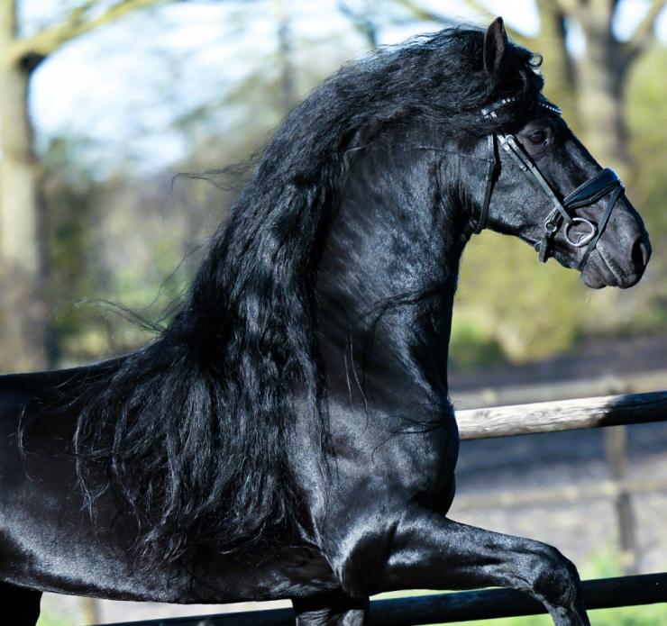 Gallery Photo of Finn STER SPORT - #18