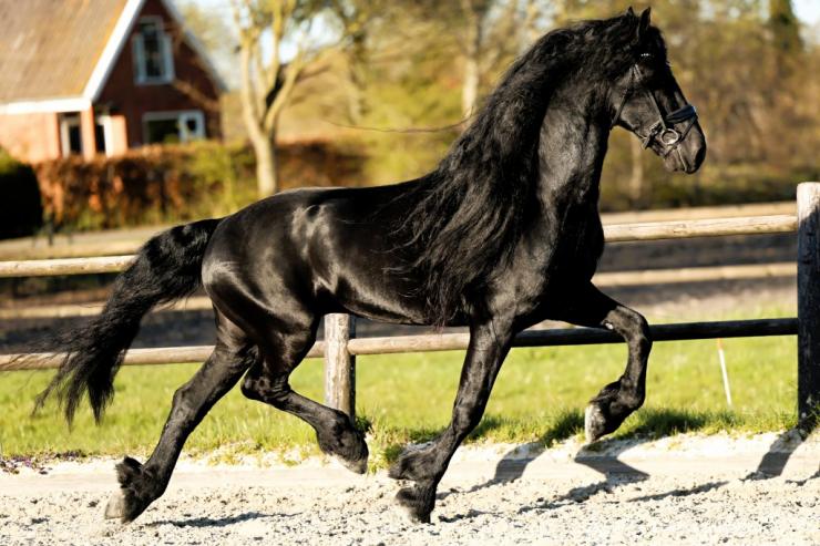 Gallery Photo of Finn STER SPORT - #19