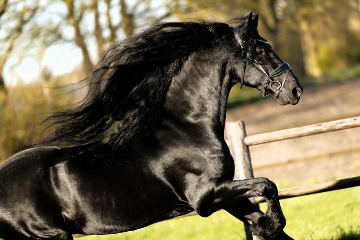 Gallery Photo of Finn STER SPORT - #20