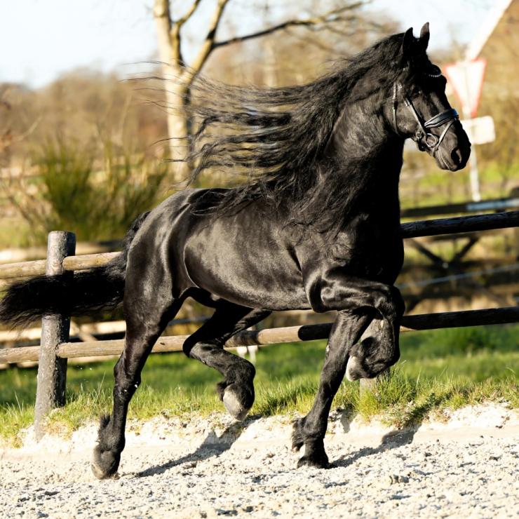 Gallery Photo of Finn STER SPORT - #21