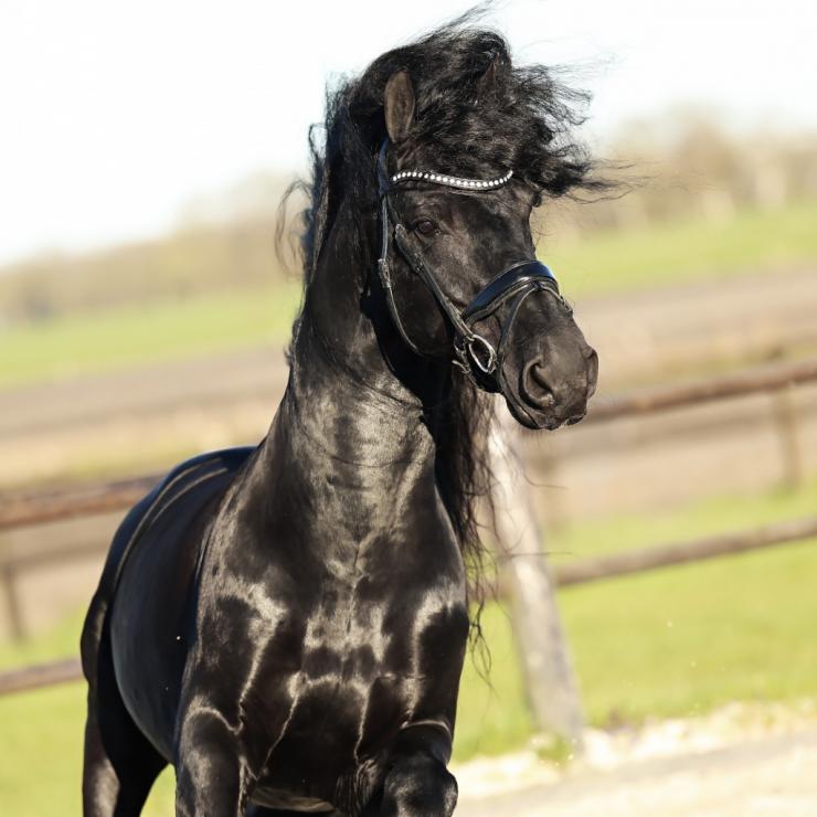 Gallery Photo of Finn STER SPORT - #22