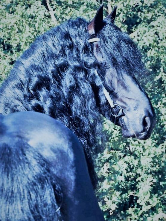 Gallery Photo of Tito STER - #8