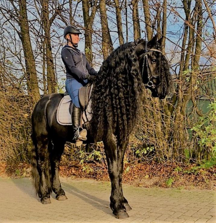 Gallery Photo of WISSE STER - #2