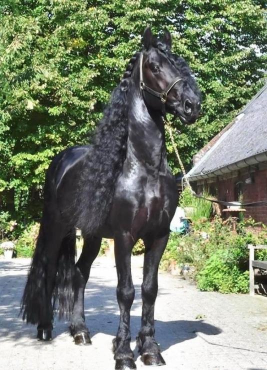 Gallery Photo of WISSE STER - #29