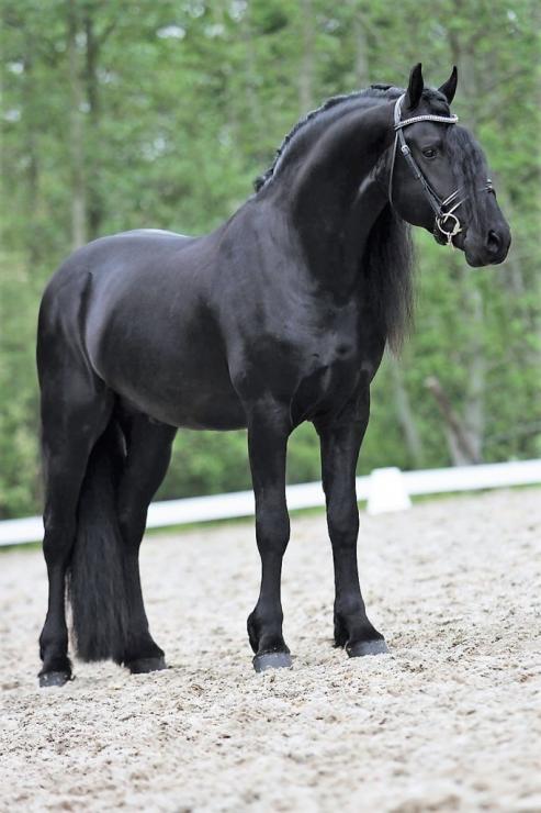 Gallery Photo of WISSE STER - #28