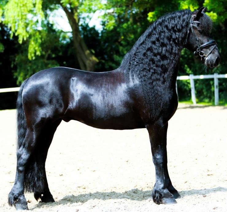 Gallery Photo of WILLEM SPORT ELITE - #2