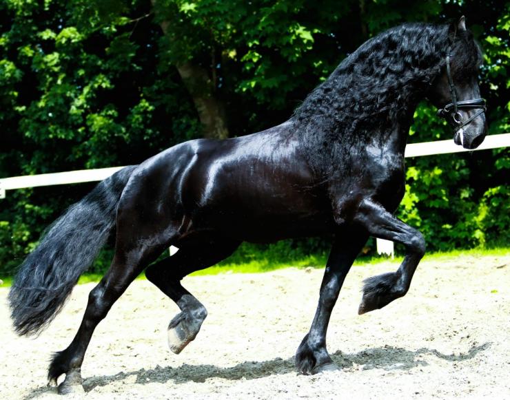 Gallery Photo of WILLEM SPORT ELITE - #6