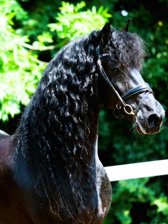 Gallery Photo of WILLEM SPORT ELITE - #7