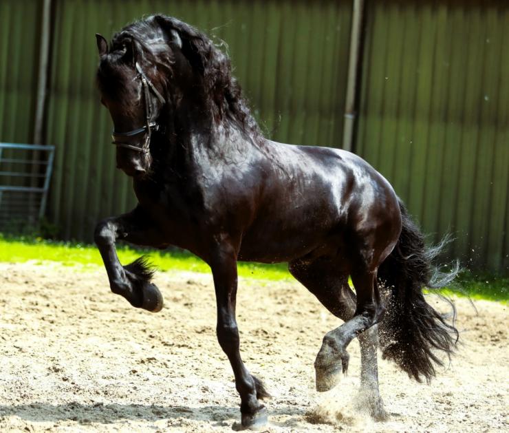 Gallery Photo of WILLEM SPORT ELITE - #5