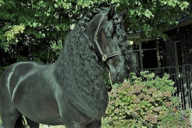 Gallery Photo of WISSE STER - #13