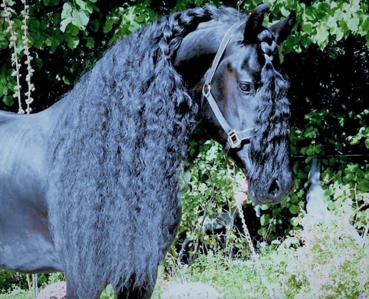 Gallery Photo of WISSE STER - #26