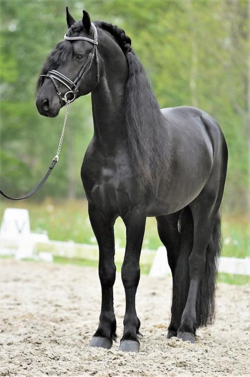 Gallery Photo of WISSE STER - #7