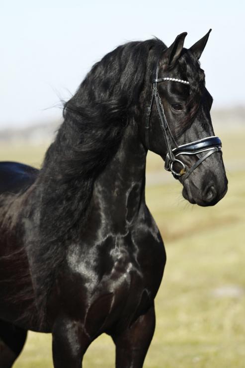 BRANDUS STER - Friesian Horse for Sale BRANDUS STER - Friesian Horse for Sale
