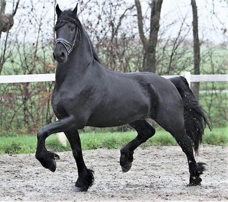 Gallery Photo of ZANE BSF - #24