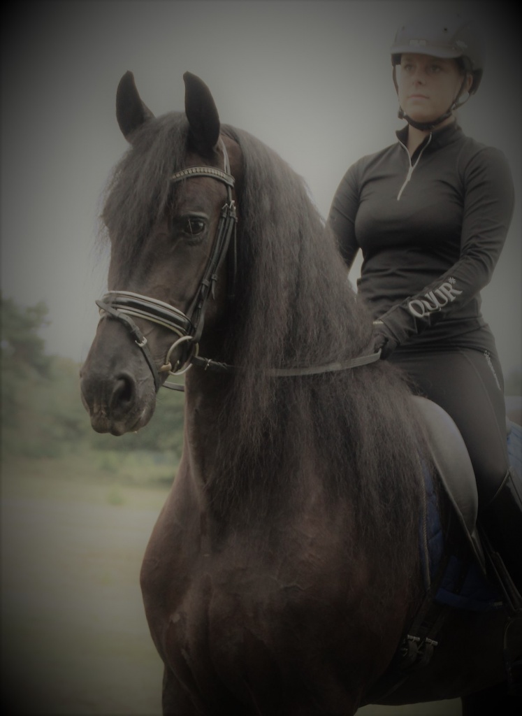 Friesian horse cover photo of Tjitske BSF STER