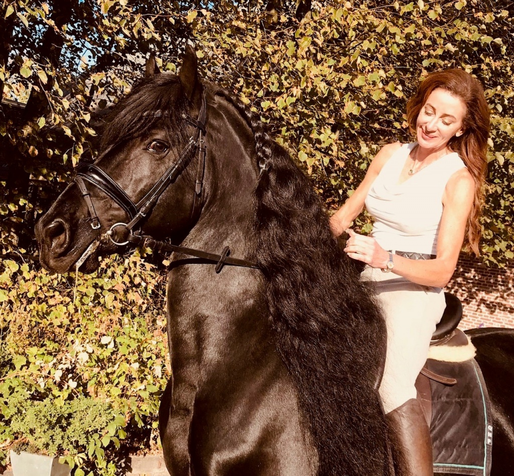 Friesian horse cover photo of TUMELO