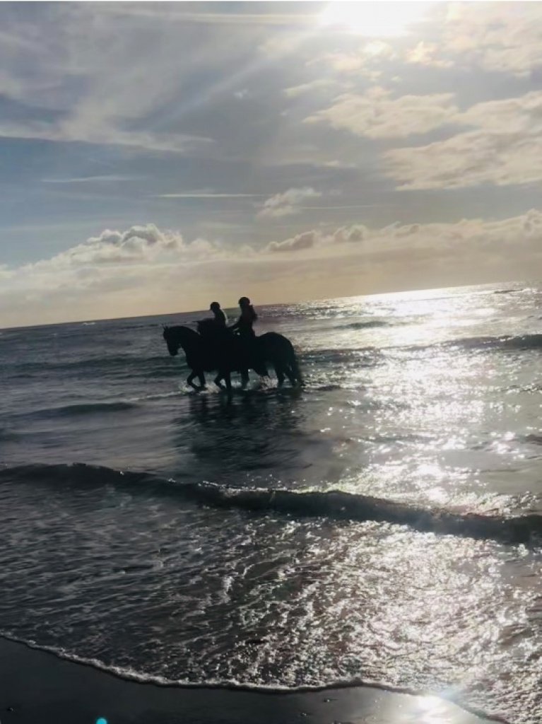 Friesian horse cover photo of Val SPORT
