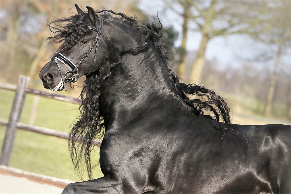 Cover photo of Jeldrik SPORT
